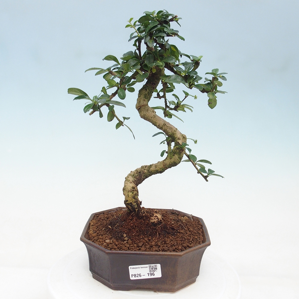 Bonsai pokojowe - Carmona macrophylla - Tea fuki