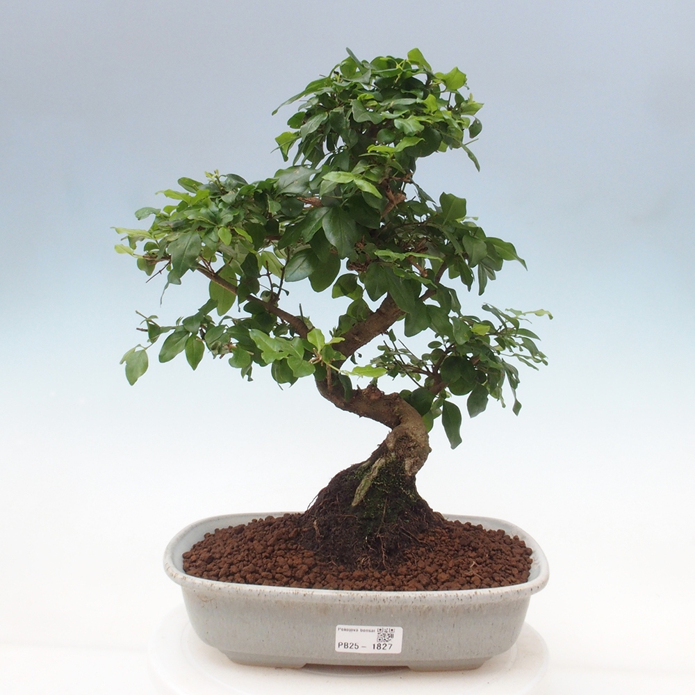 Pokój bonsai -Ligustrum chinensis - Ptasie oko