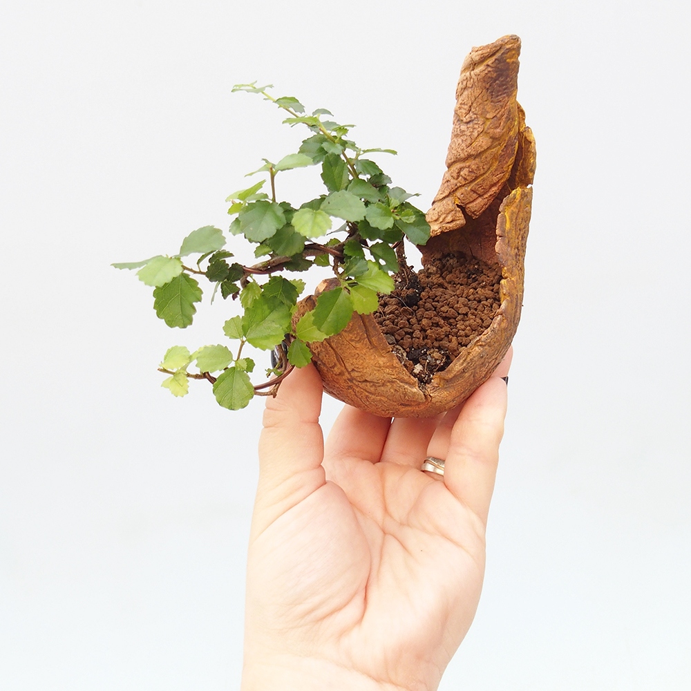 Pokój bonsai - Grewia sp. - Grewia malafolia