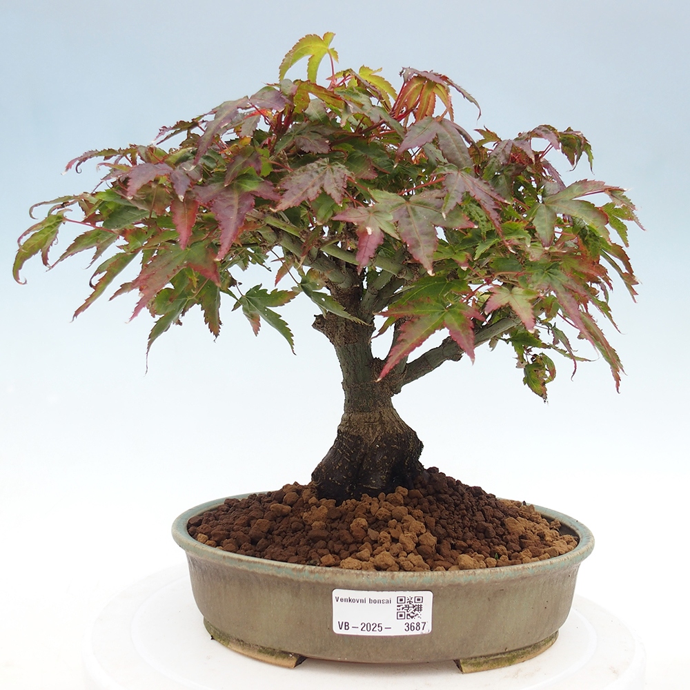 Acer palmatum KIOHIME - klon palmowy