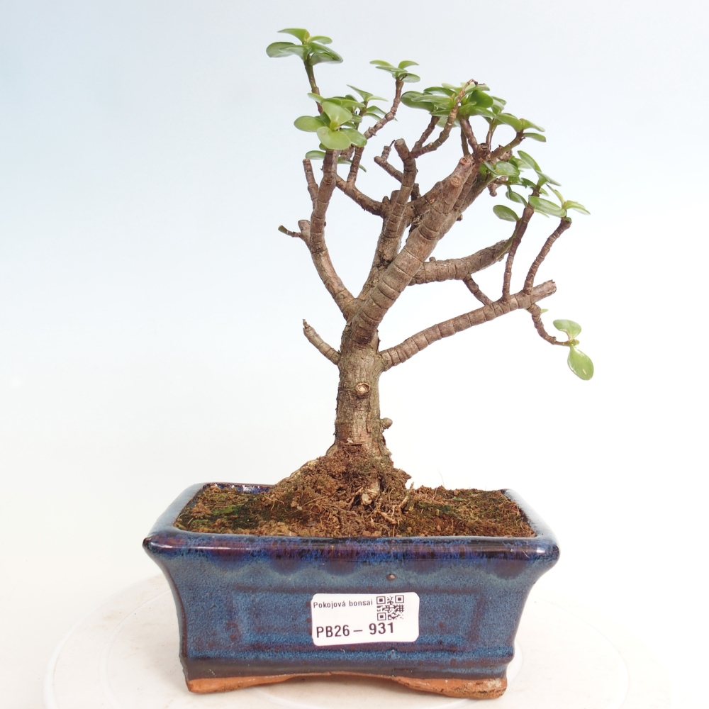Pokój bonsai - Portulakaria Afra - Tlustice