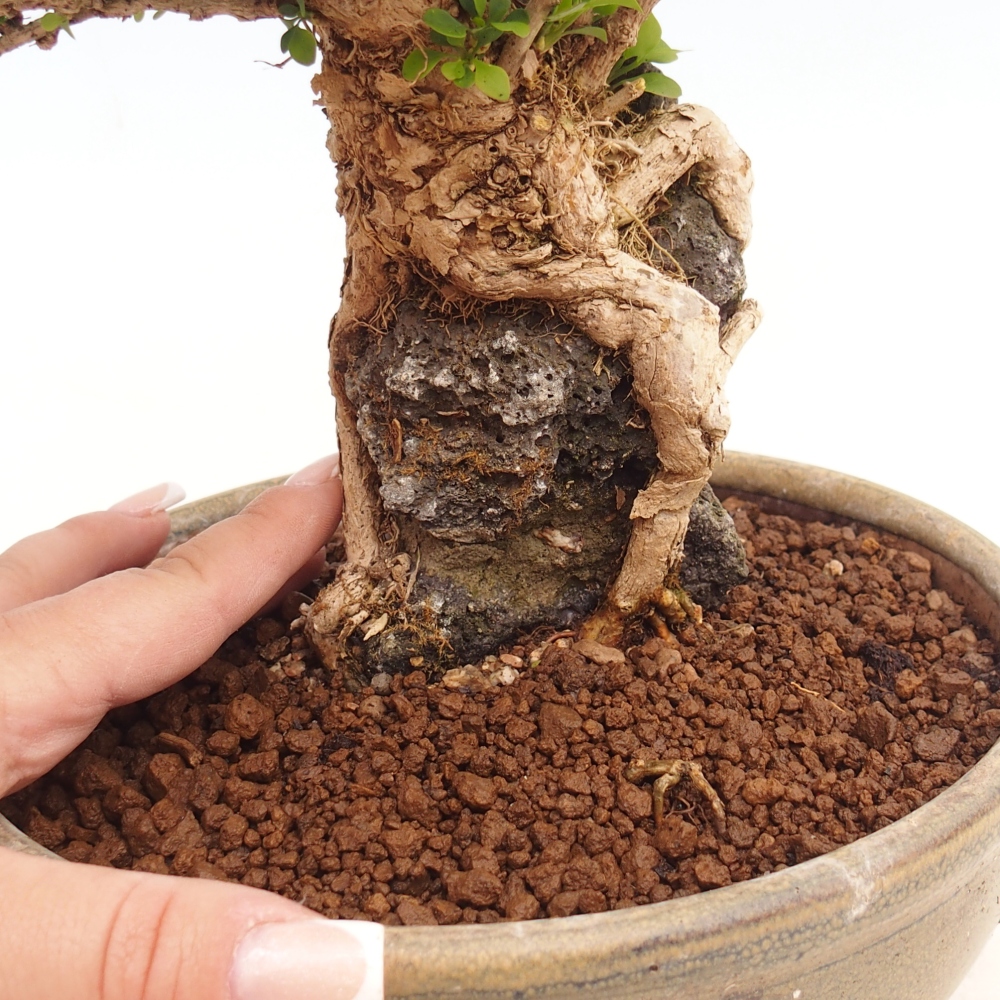 Bonsai zewnętrzne - Berberis coreana