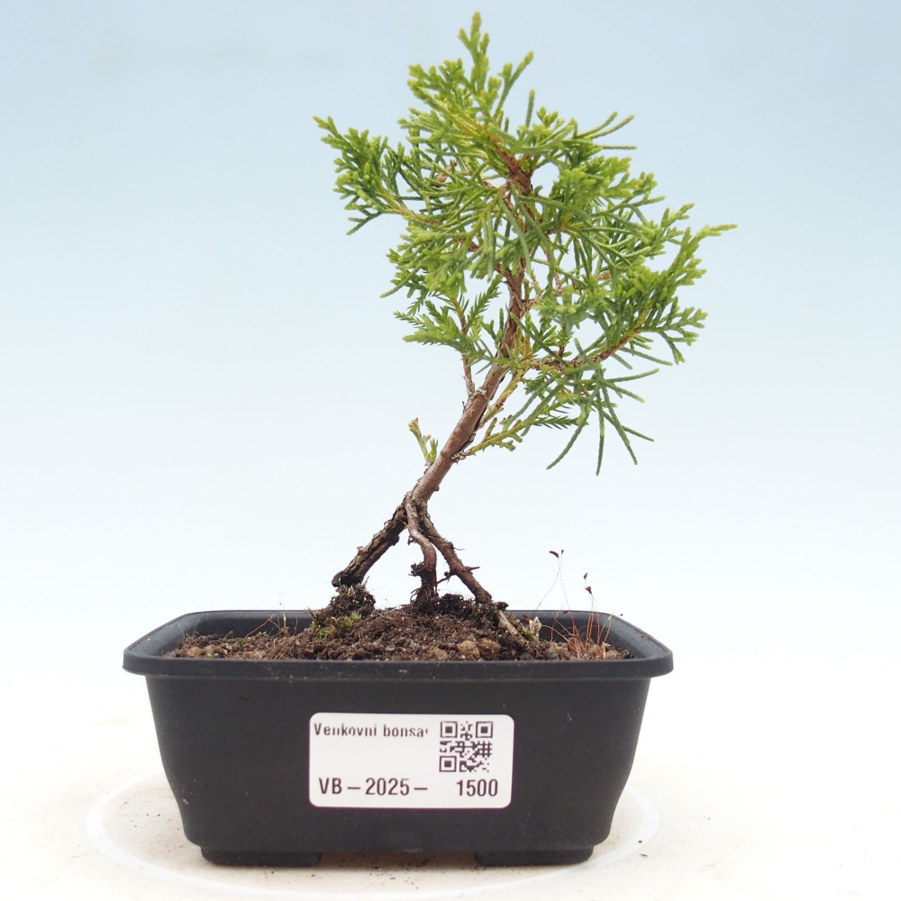 Outdoor bonsai - Juniperus chinensis Itoigawa - Jałowiec chiński