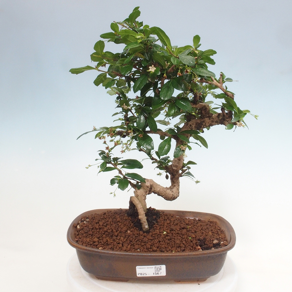 Pokój bonsai - Carmona macrophylla - Tea fuki