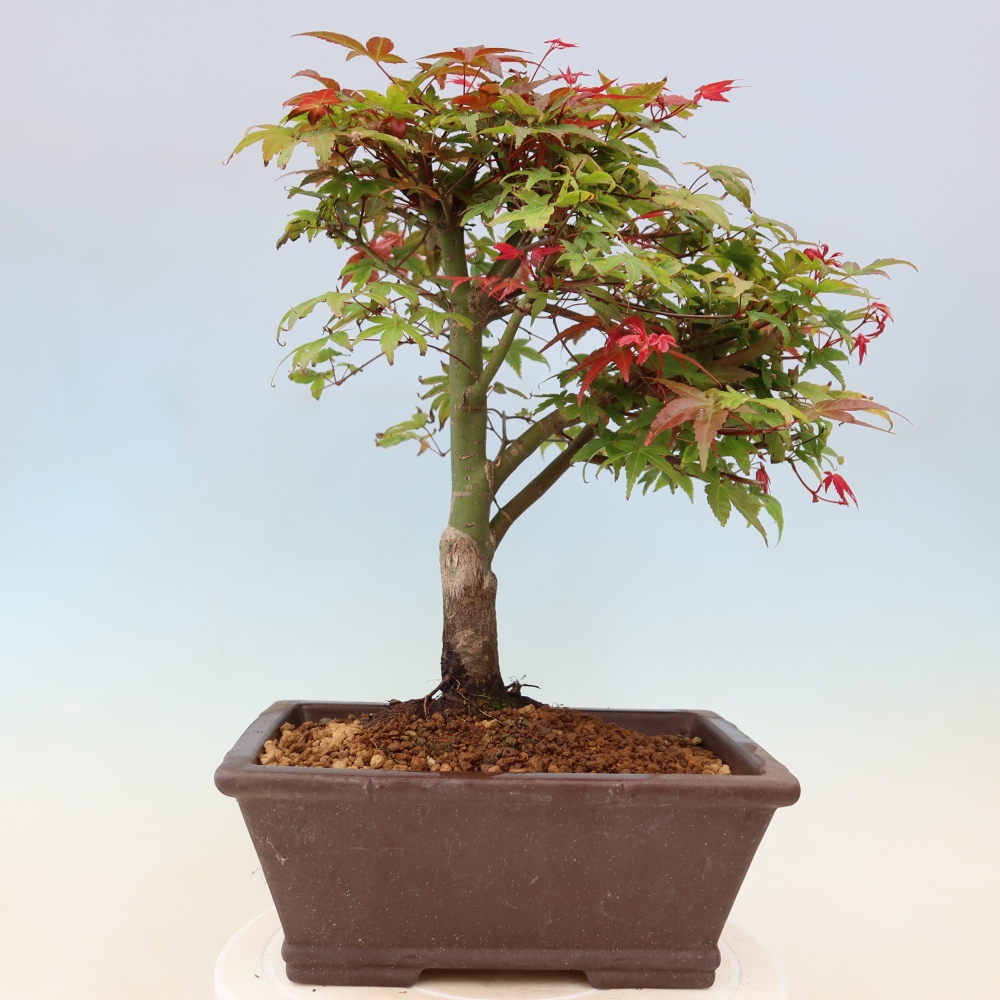 Klon pospolity - Acer palmatum Beni Tsukasa