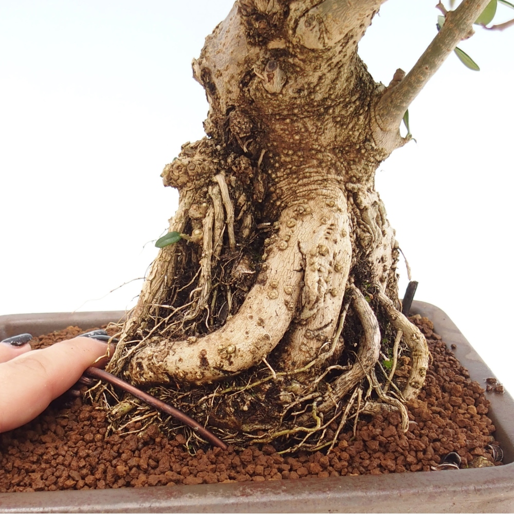 Kryte bonsai - Olea europaea sylvestris - Europejska oliwa z małych liści