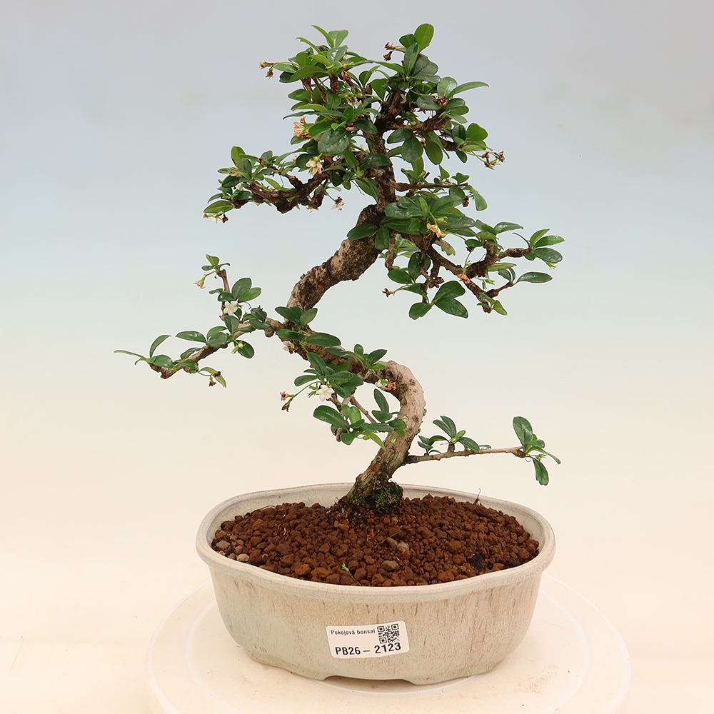 Bonsai pokojowe - Carmona macrophylla - Tea fuki
