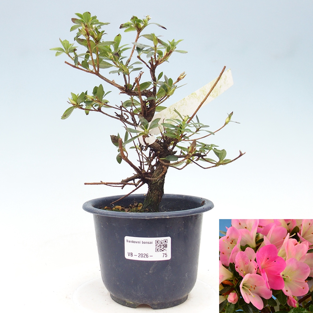 Bonsai zewnętrzne - Azalia japońska - Azalia Hanamaiko