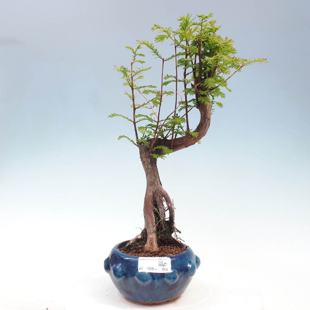 Outdoor bonsai - Metasequoia glyptostroboides - chińskie metasekvoje