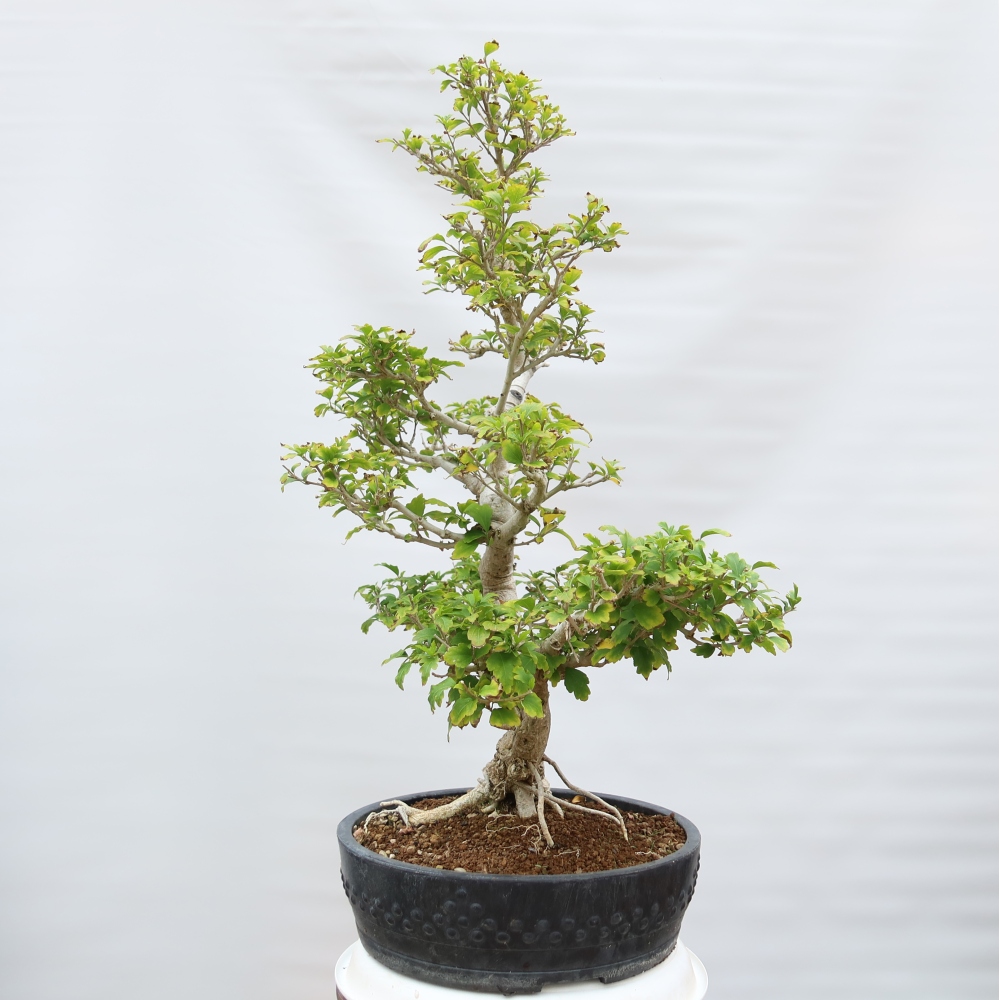 Bonsai ogrodowe – Hibiscus syriacus – hibiskus syryjski