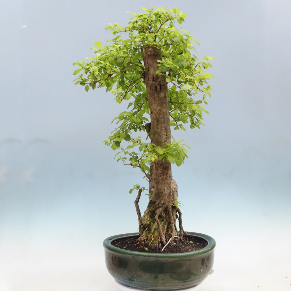Bonsai pokojowe - Duranta erecta Aurea - WYŁĄCZNIE ODBIÓR OSOBISTY lub transport paletowy