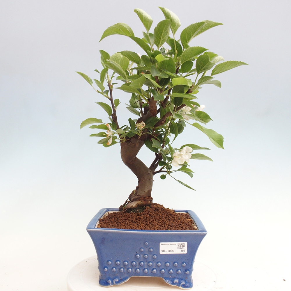 Bonsai plenerowe - Malus Halliana - Jabłoń drobnoowocowa