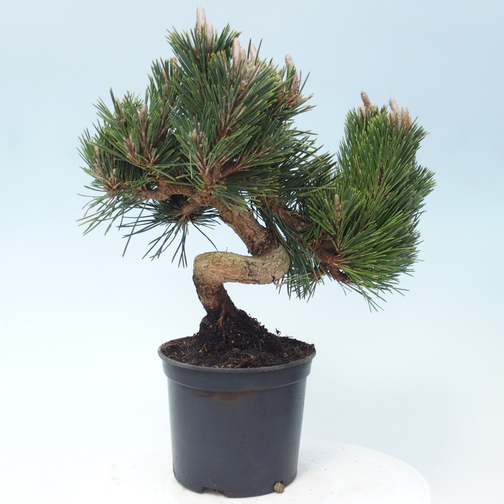 Outdoor bonsai - Pinus thunbergii senjyumaru - Sosna Thunberga