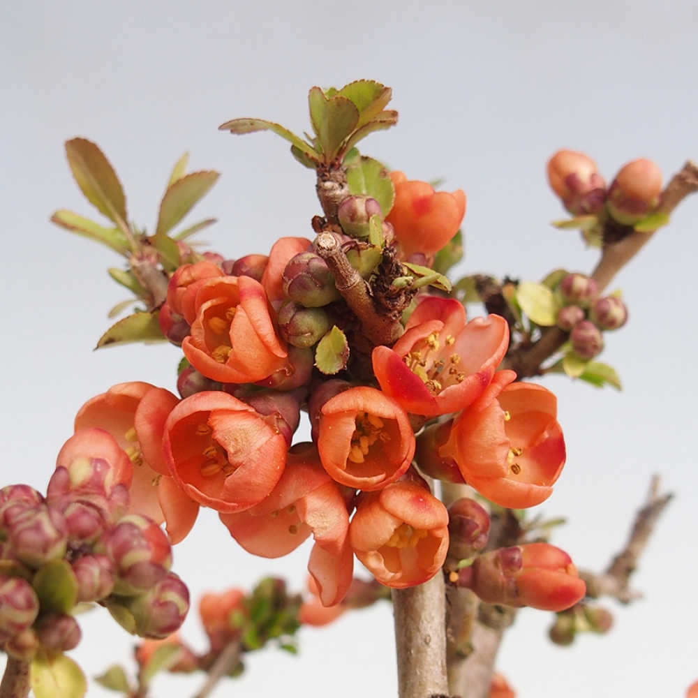 Outdoor bonsai - Chaneomeles sup. Pomarańczowy szlak - pigwa