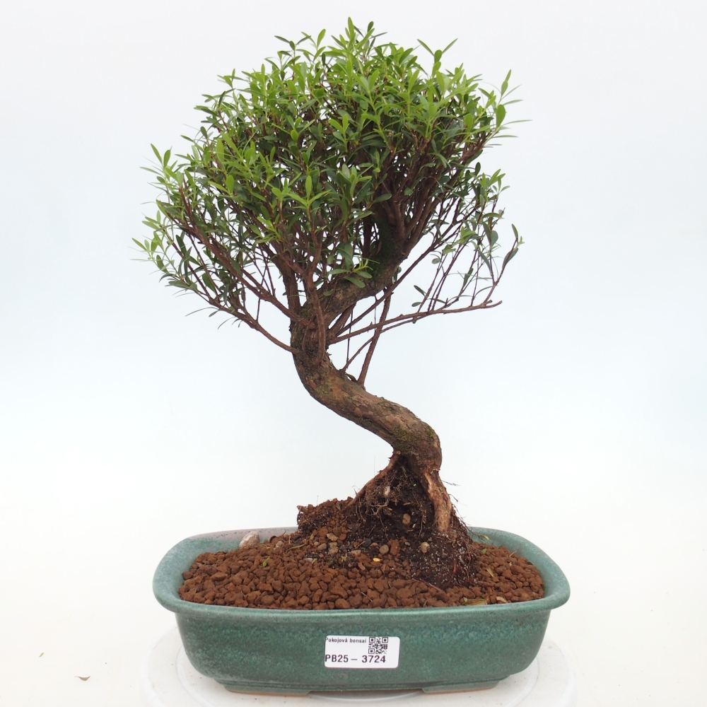 Pokój bonsai - Syzygium - Pimento