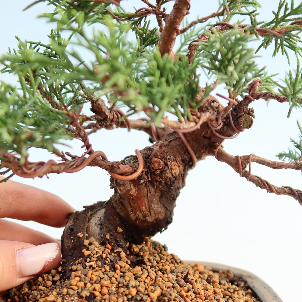 Outdoor bonsai - Juniperus chinensis Itoigawa - Jałowiec chiński