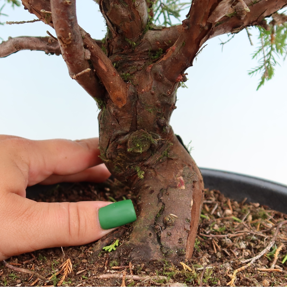 Bonsai ogrodowe – Juniperus chinensis Itoigawa – jałowiec chiński