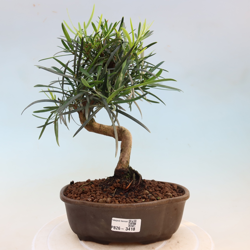Pokój bonsai - Podocarpus - Kamienny cis