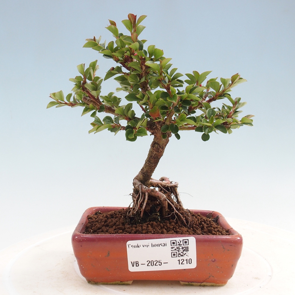 Plenerowe bonsai - Irga pozioma - Drzewo skalne