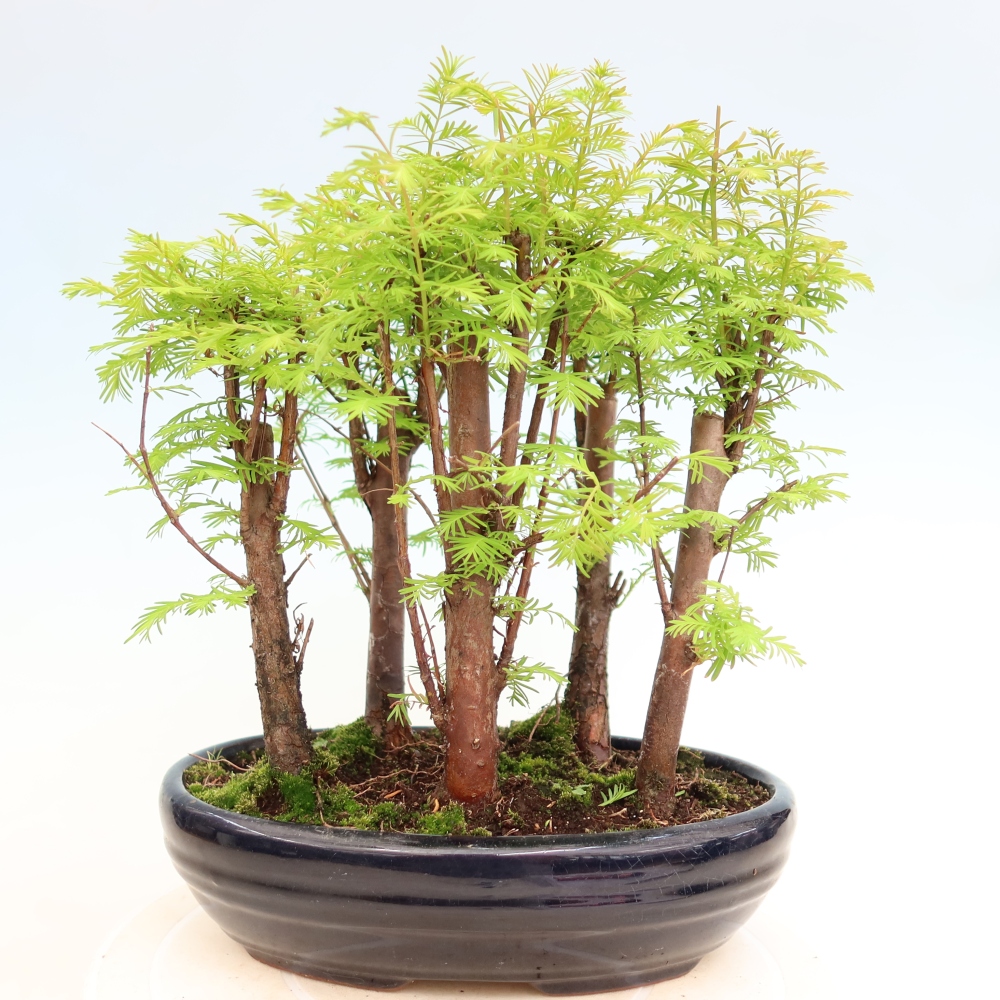 Bonsai ogrodowe – Metasequoia glyptostroboides – metasekwoja chińska – zagajnik