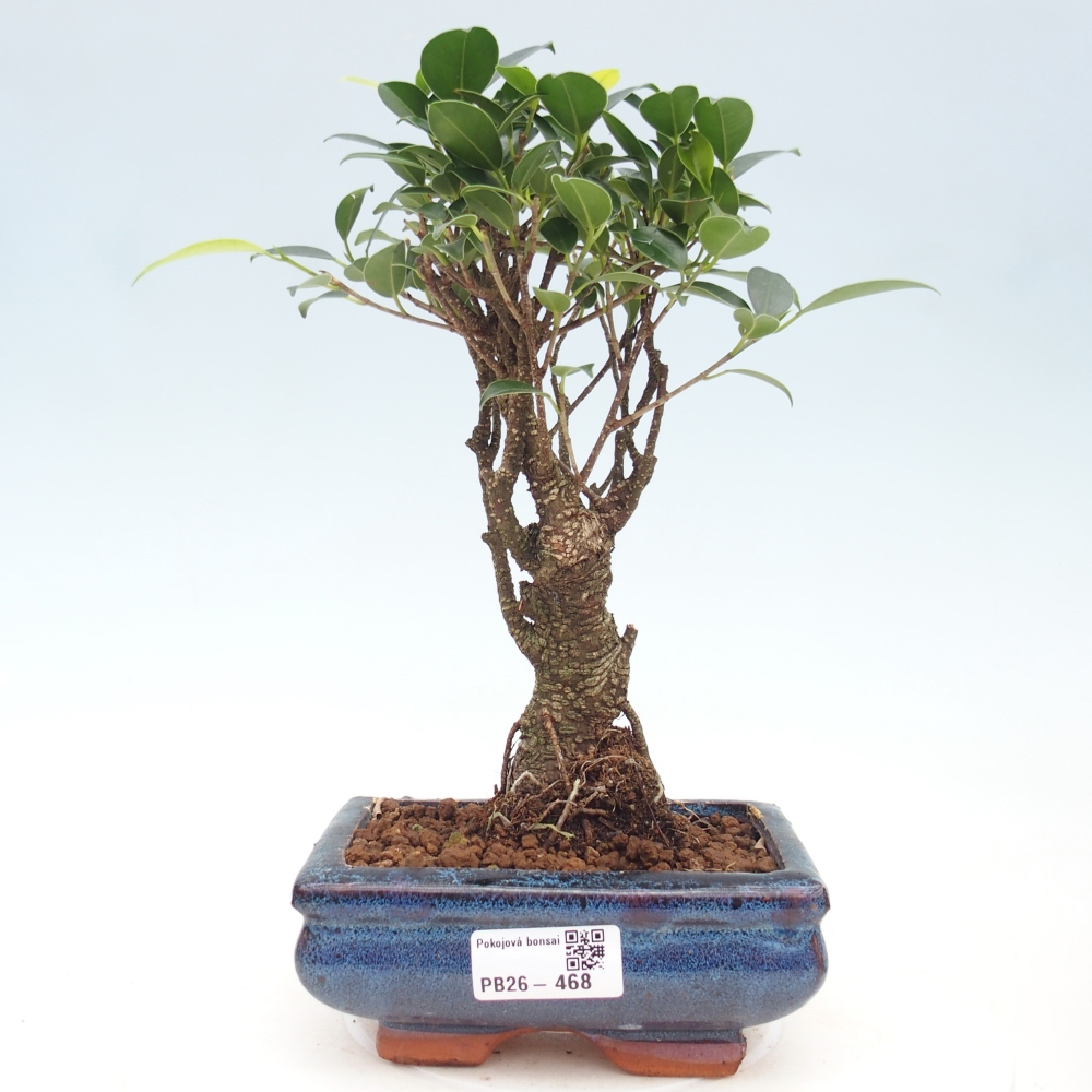 Pokój bonsai - Ficus retusa - figowiec drobnolistny