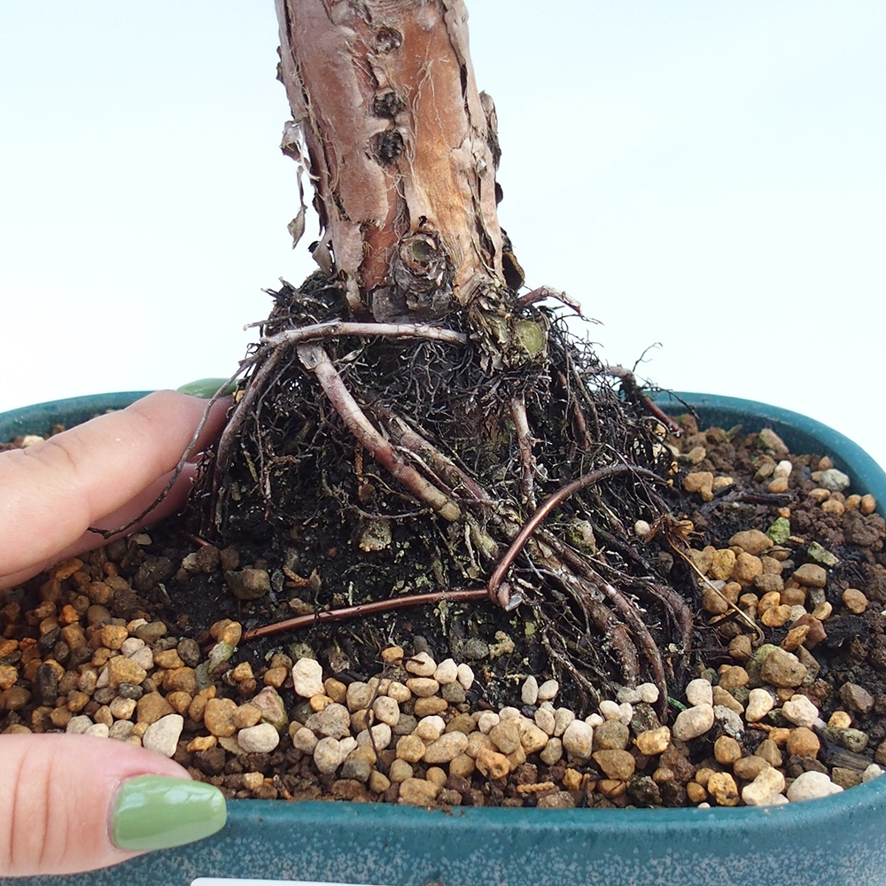Outdoor bonsai - Juniperus chinensis Kishu - chiński jałowiec