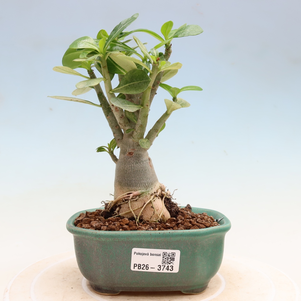 Bonsai pokojowe – Adenium obesum Red Star – Róża pustynna