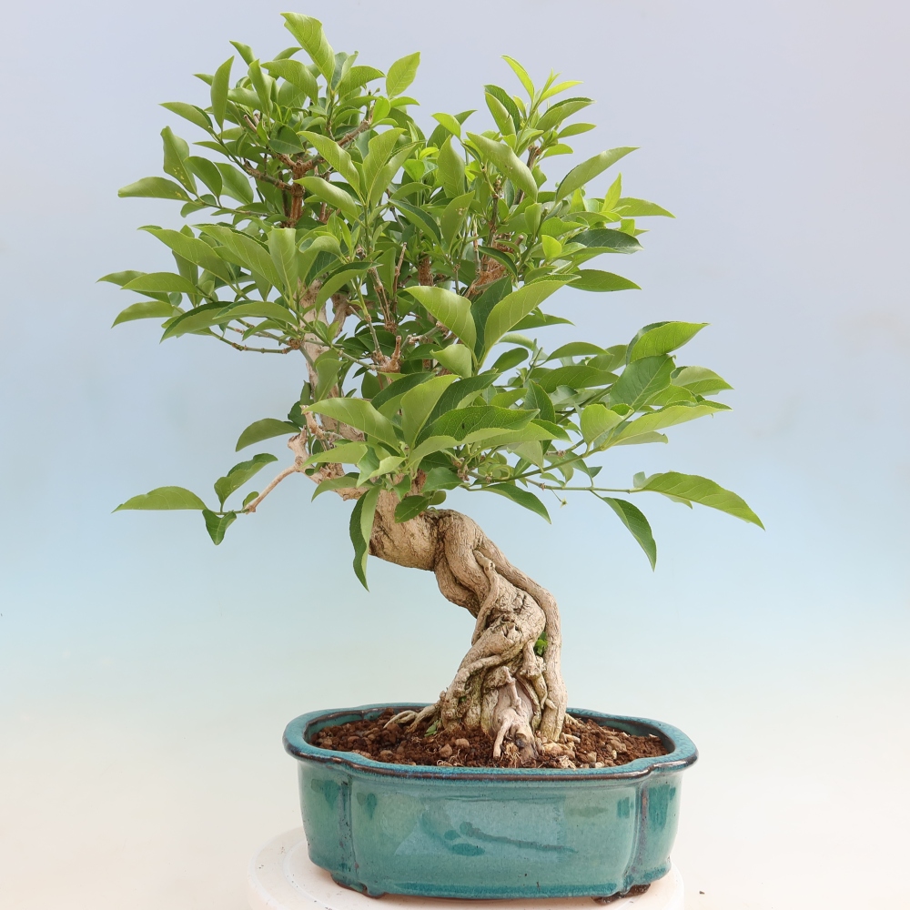 Bonsai zewnętrzne - wiąz europejski - euonimus
