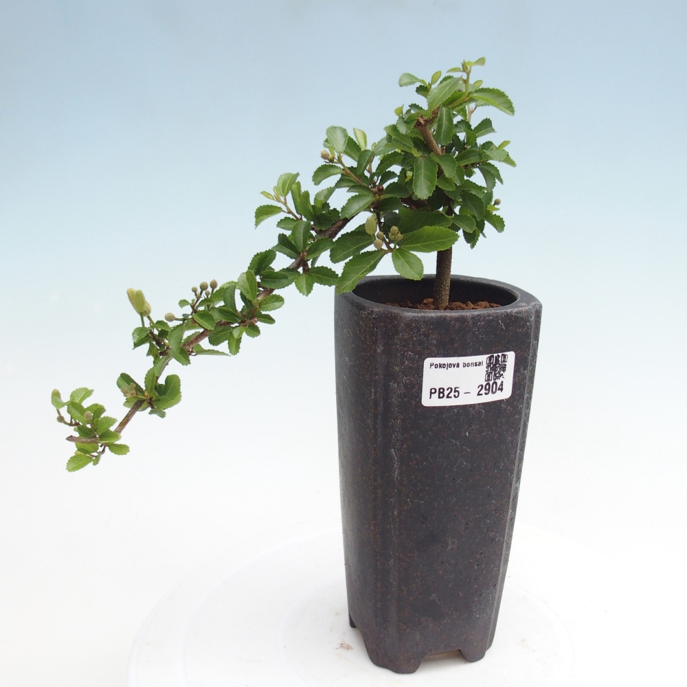 Kryty bonsai - Grewia occidentalis - Lawendowa gwiazda