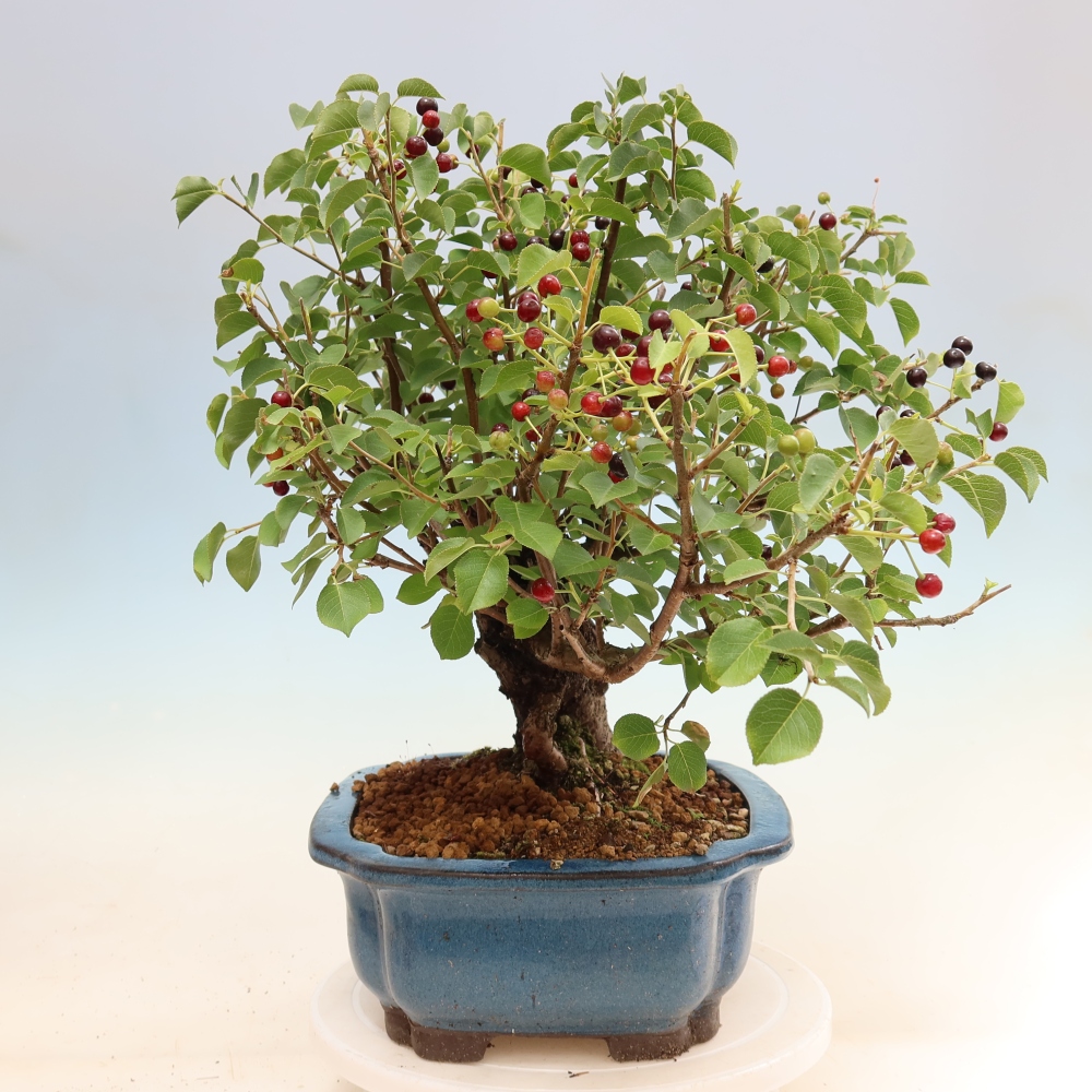 Bonsai ogrodowe – Mahalebka – Prunus mahaleb