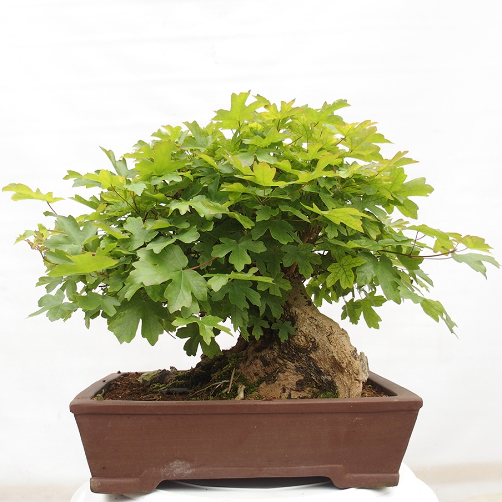 Bonsai zewnętrzne - Klon dziecięcy - Acer campestre