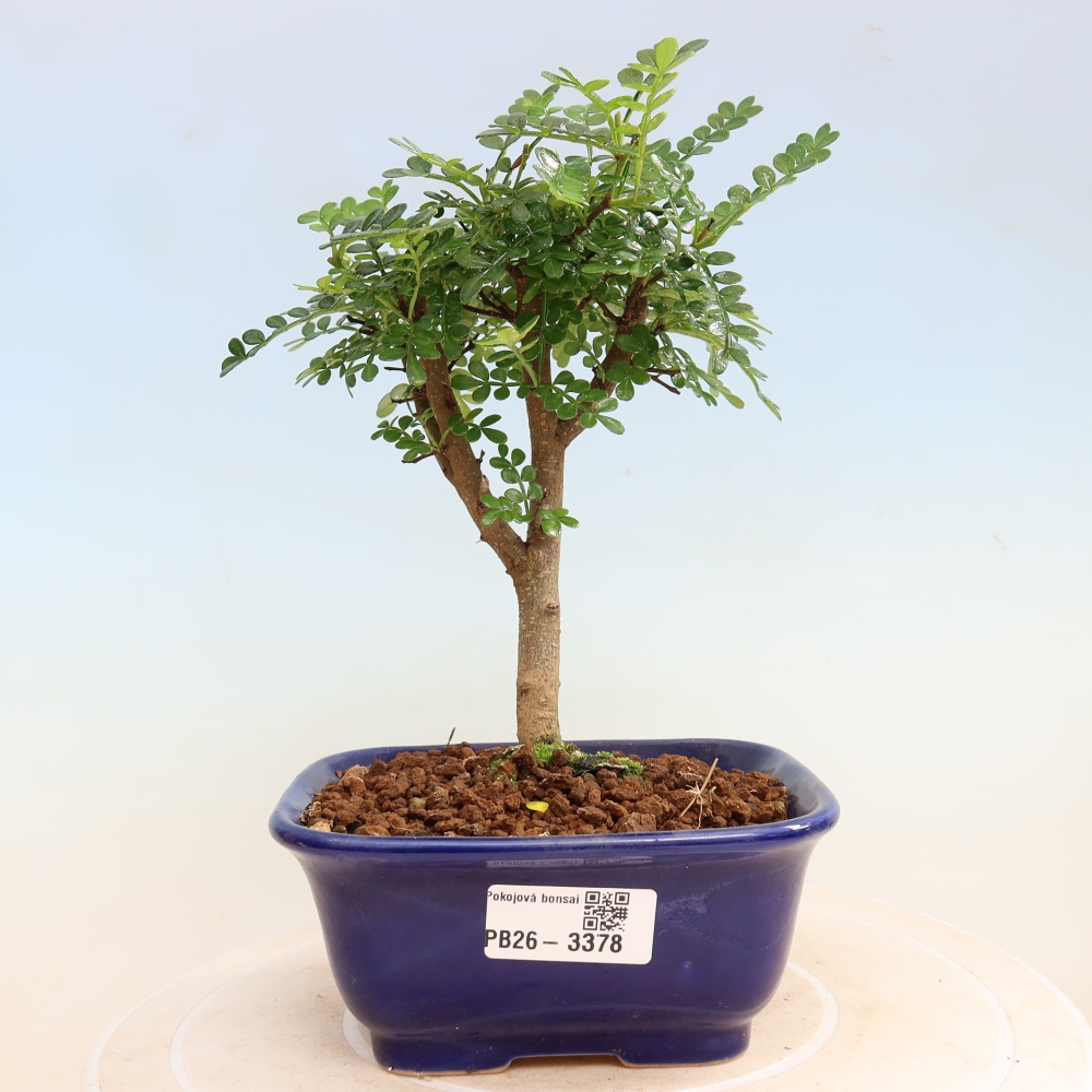 Pokój bonsai - Zantoxylum piperitum - drzewo pieprzowe