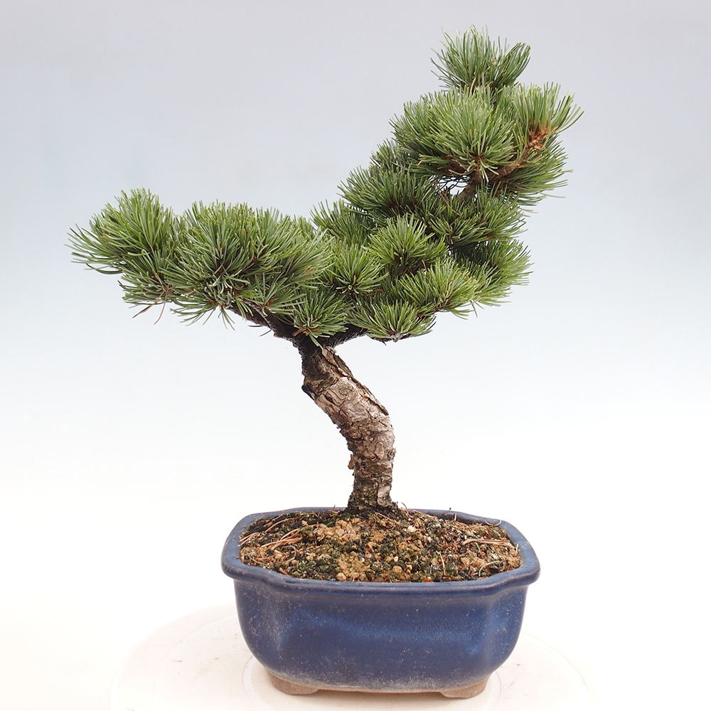 Outdoor bonsai - Pinus parviflora - Mała sosna
