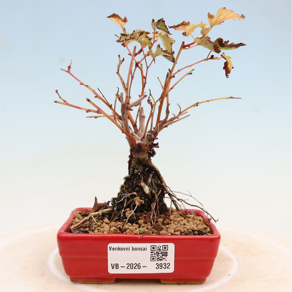 Bonsai ogrodowe – Stephanandra incisa – korona pochyła