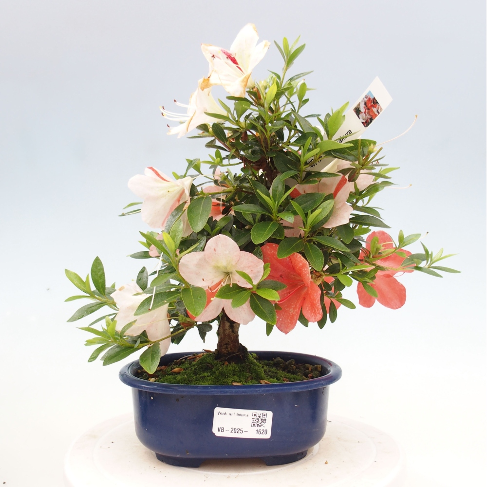 Bonsai ogrodowe - azalia japońska - Azalea Asazakura