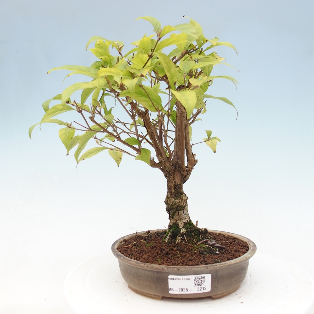 Outdoor bonsai - callicarpa jap Leucocarpa