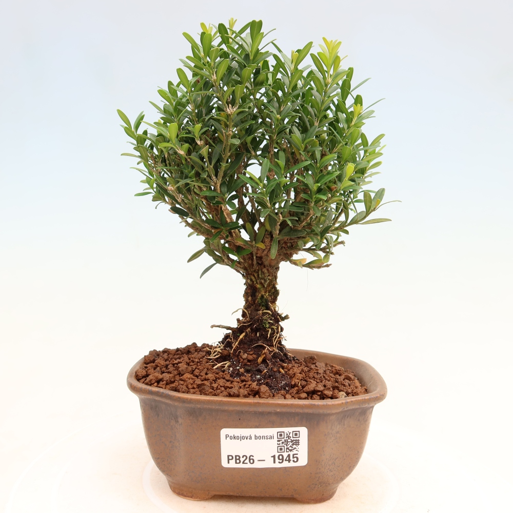 Pokój bonsai - Buxus harlandii - buxus korkowy