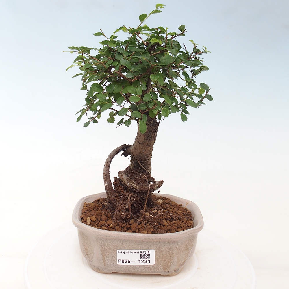 Pokój bonsai - Ulmus parvifolia - Wiąz drobnolistny