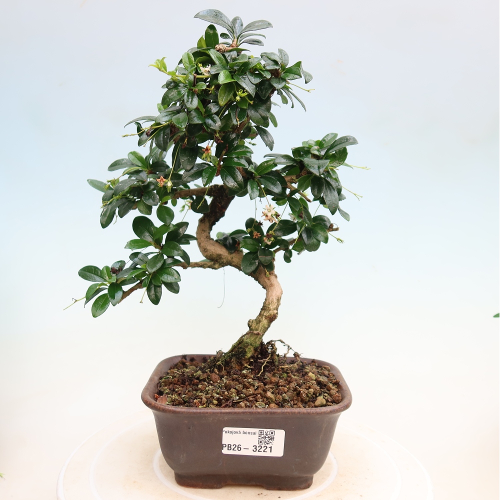 Bonsai pokojowe - Carmona macrophylla - Tea fuki