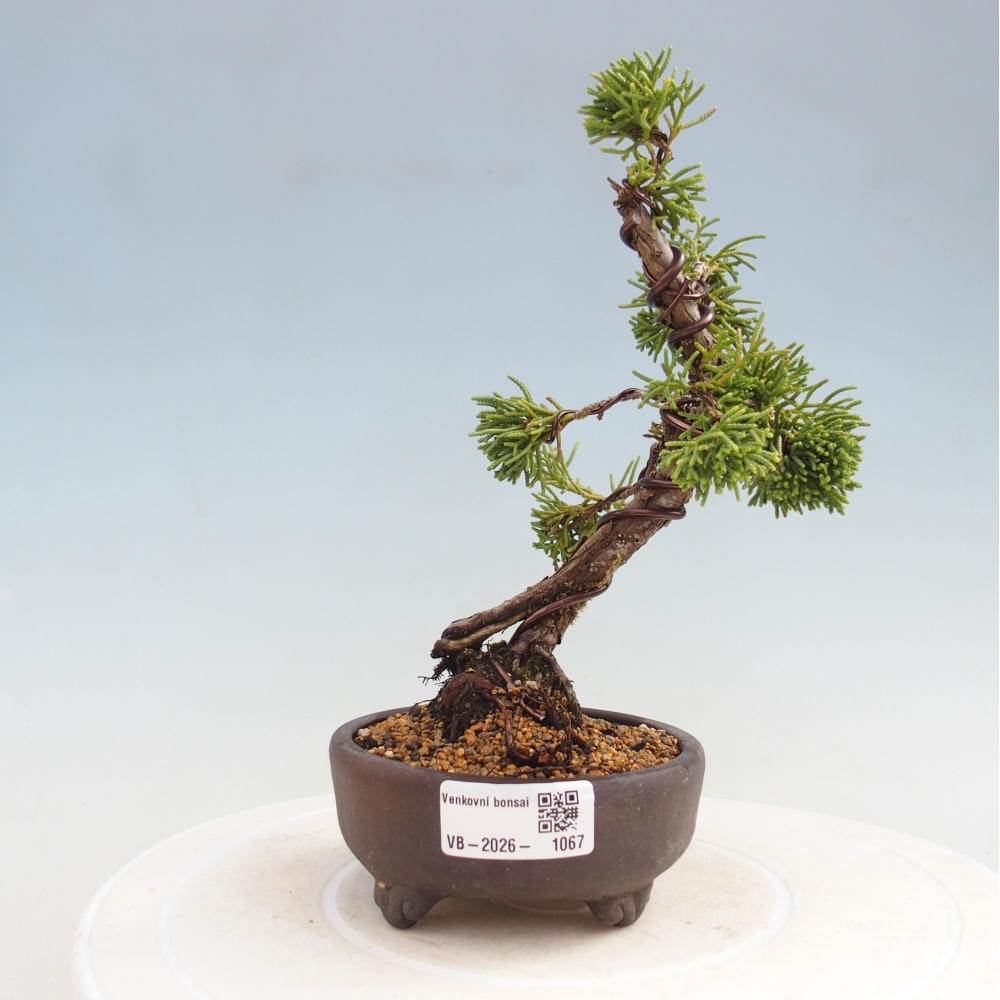 Outdoor bonsai - Juniperus chinensis Kishu