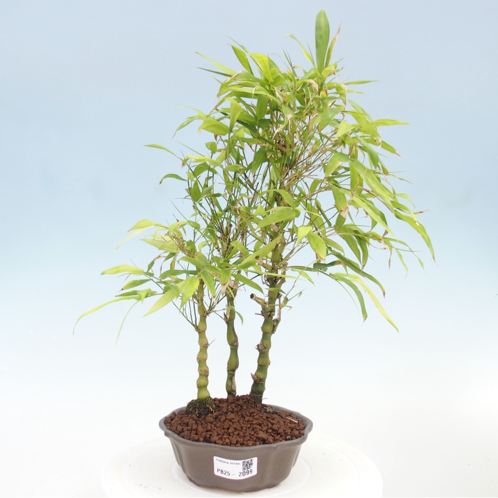 Bonsai wewnętrzne - Bambusowy Budda - Brzuch Bambusowego Buddy