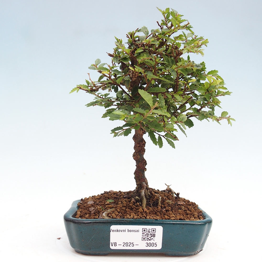 Bonsai zewnętrzne - Ulmus parvifolia Sagei - Wiąz drobnolistny