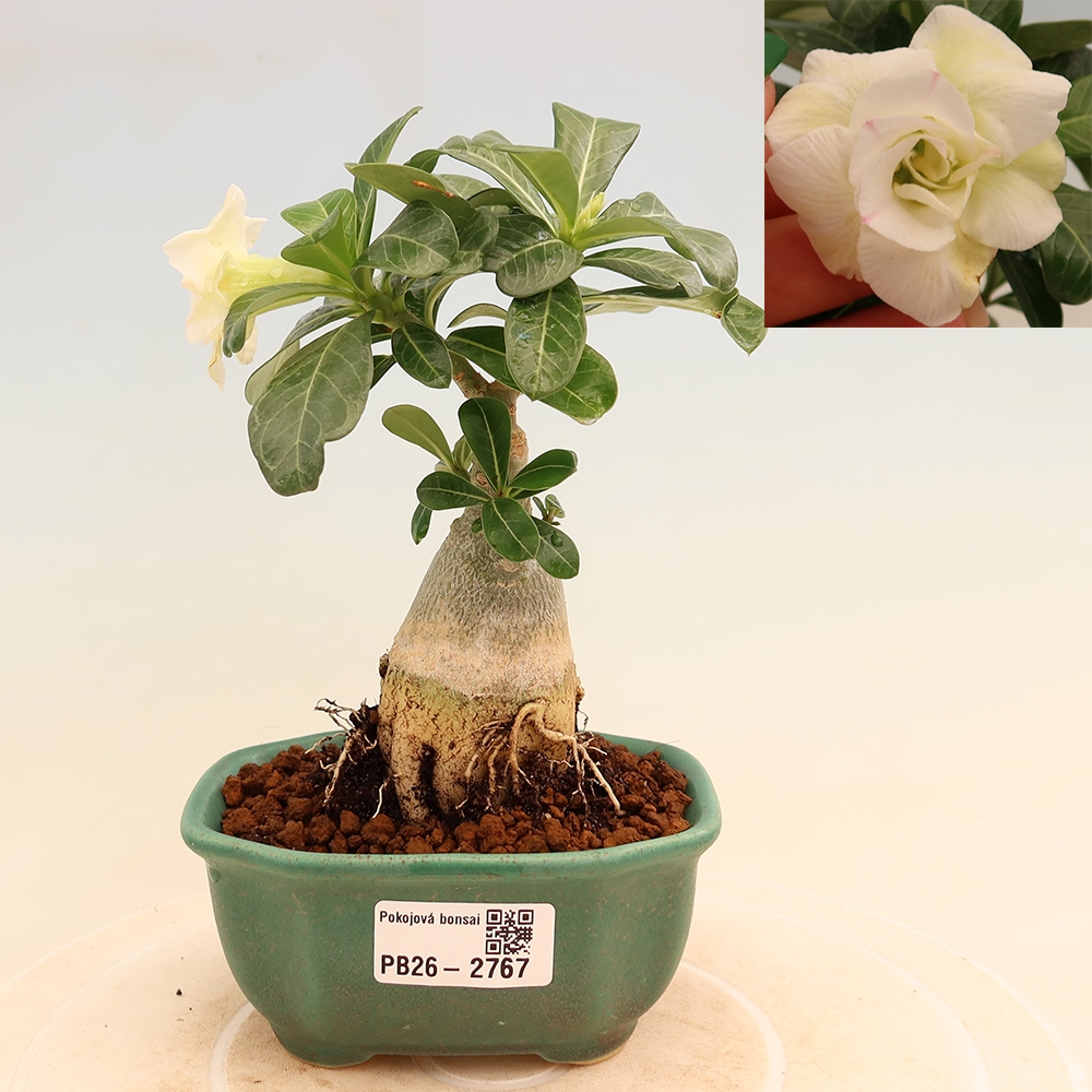 Bonsai pokojowe – Adenium obesum szczepione V.F.S.407 – Róża pustynna