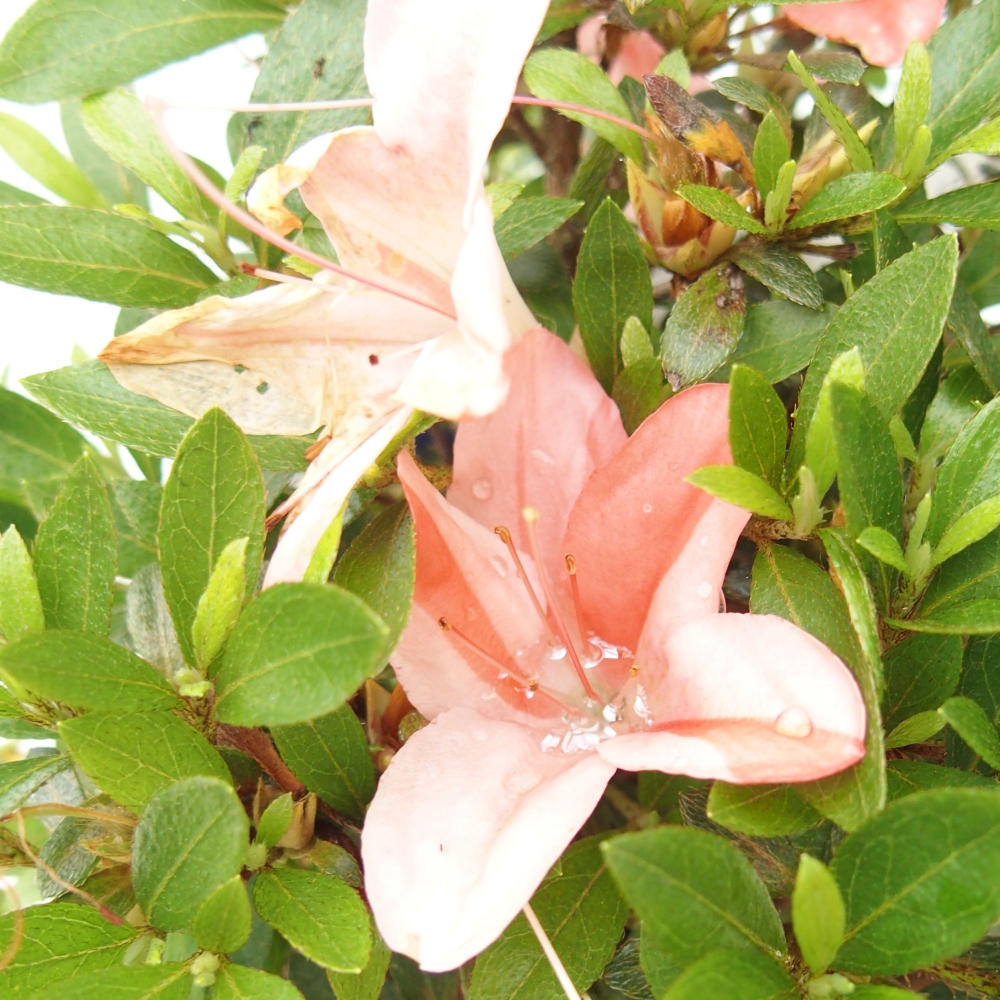 Bonsai ogrodowe - azalia japońska - Azalea Nikko