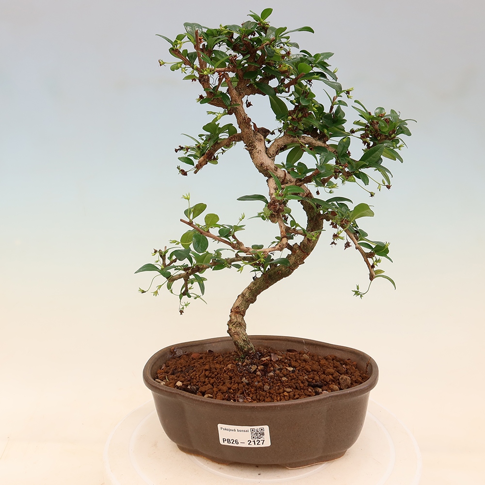 Bonsai pokojowe - Carmona macrophylla - Tea fuki