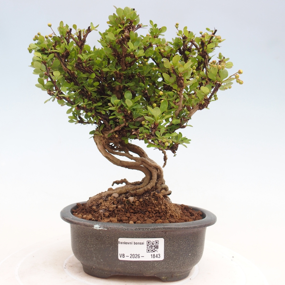 Bonsai zewnętrzne - Berberis coreana