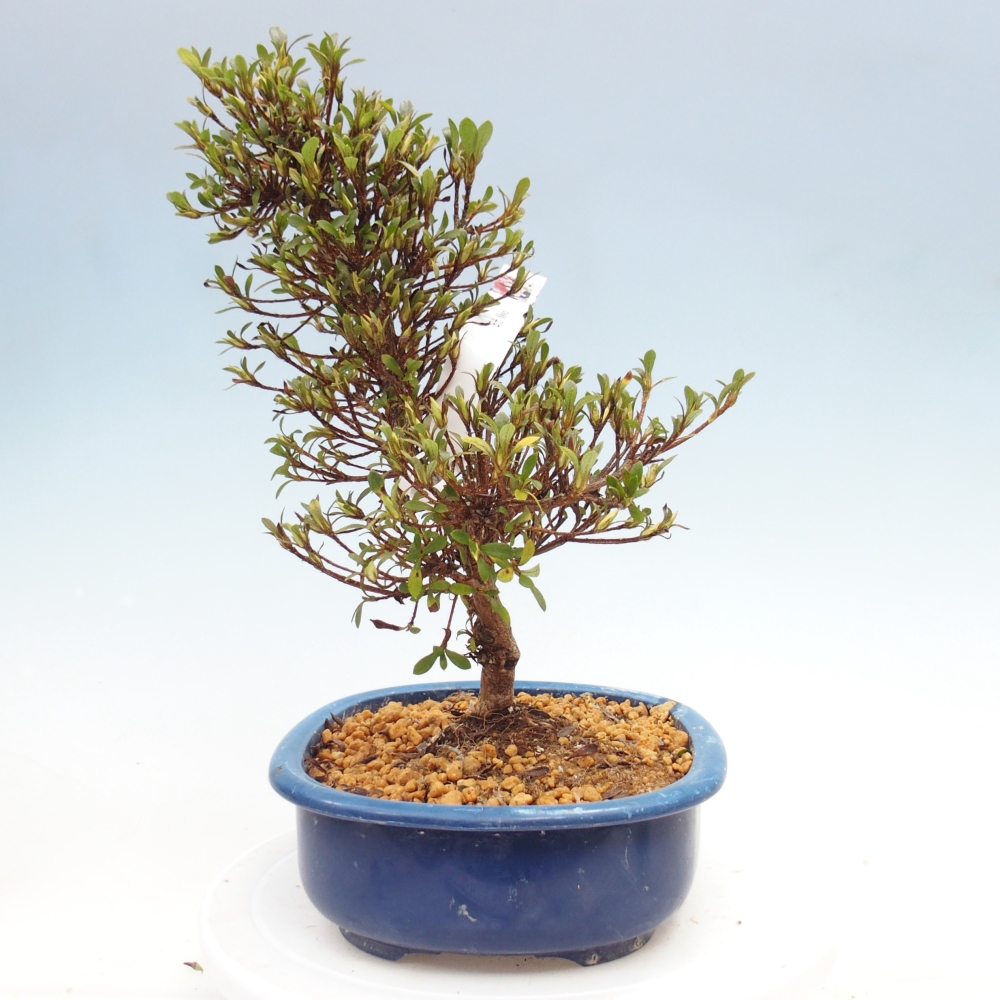 Bonsai zewnętrzne - Azalia japońska - Azalia Nikko