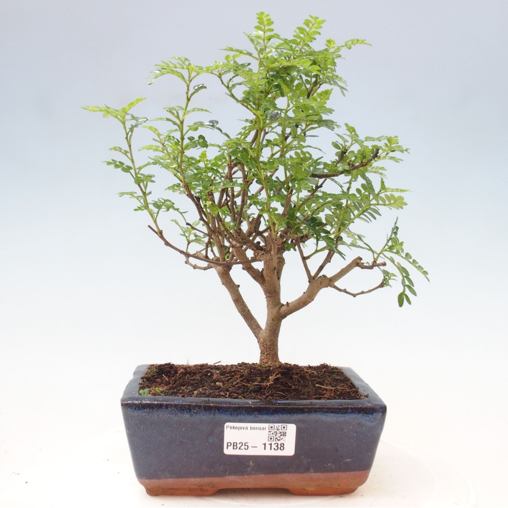 Kryty bonsai - Zantoxylum piperitum - Mięta pieprzowa