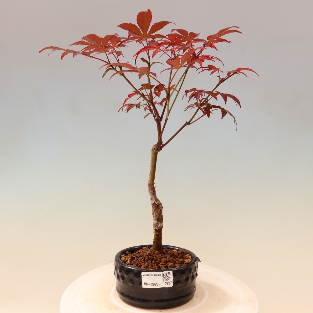Bonsai na zewnątrz - Palma Acer. Atropurpureum-Javor palmate