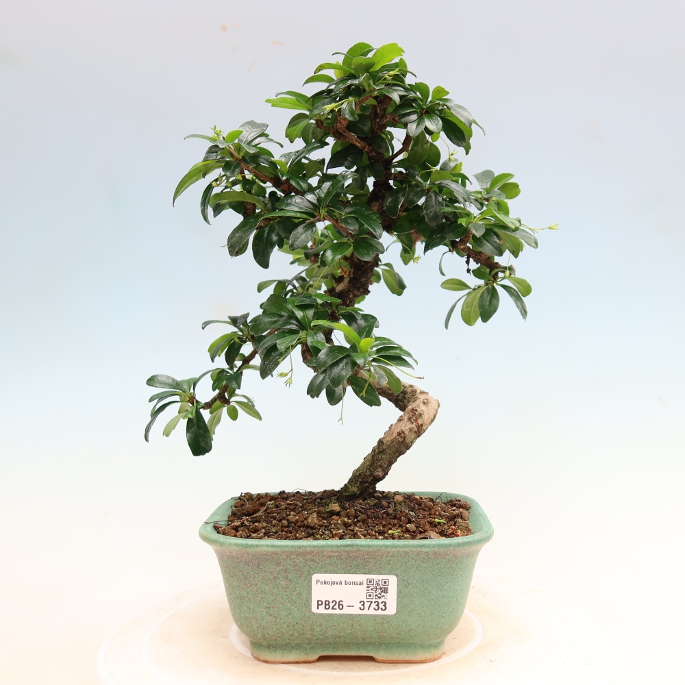 Bonsai pokojowe - Carmona macrophylla - Tea fuki